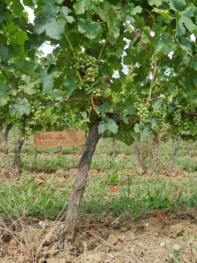 Виноградник на урожай